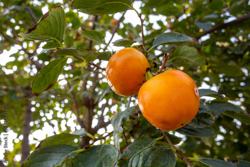 Persimmon of Trabzon (Paradise ) diospyros kaki Persimmon of Trabzon (Paradise ) diospyros kaki