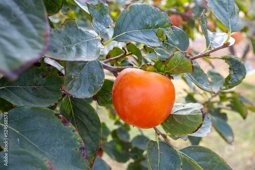 Persimmon of Trabzon (Parad...