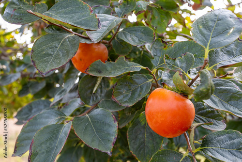 Persimmon of Trabzon (Parad...