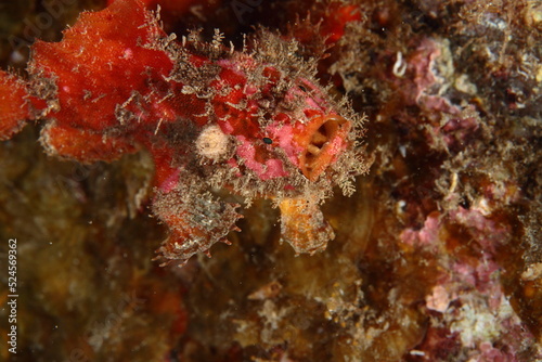 Well-camouflaged red frogfish, waiting to see if it gets to dine in the underwater night.