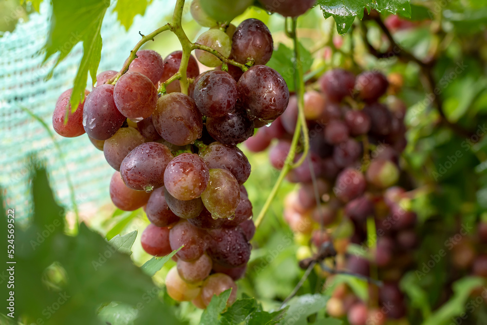 Grape. Large bunch of grapes. Red grapes.
