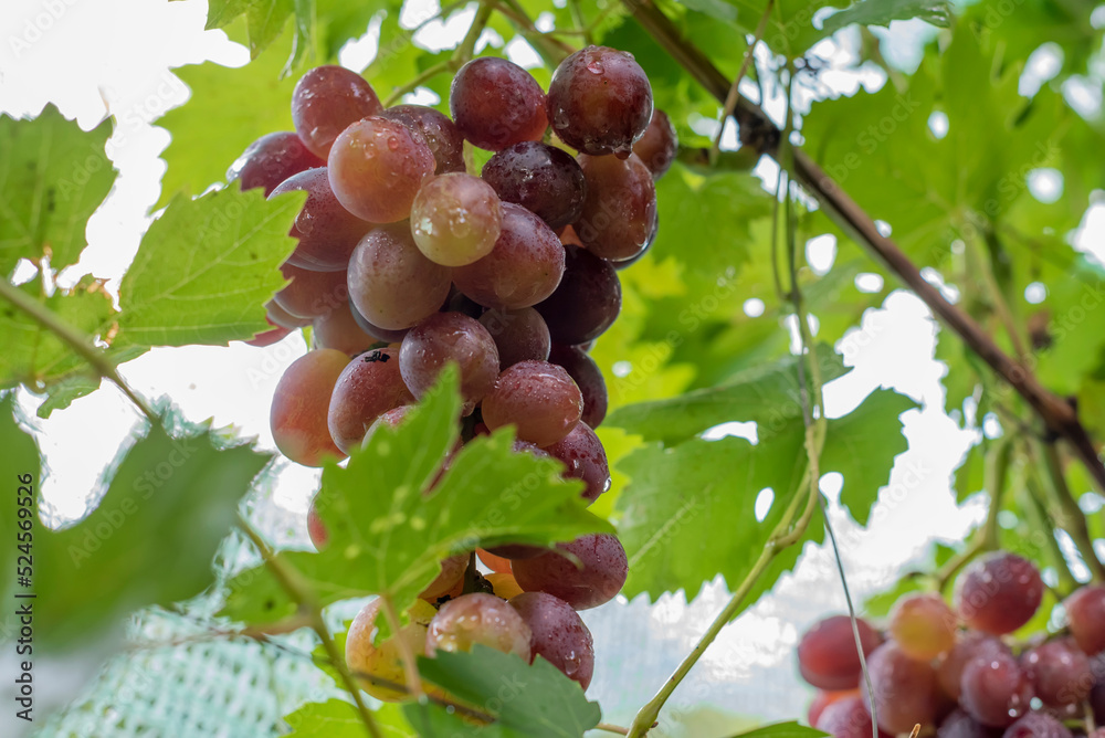 Grape. Large bunch of grapes. Red grapes. Grape. Large bunch of grapes. Red grapes.