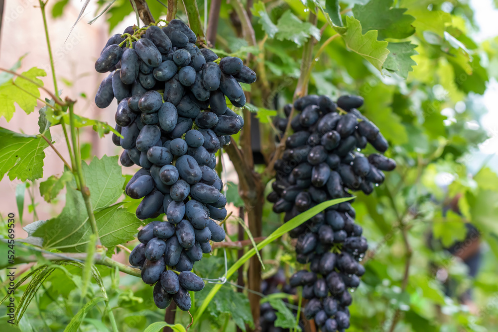 Grape. Large bunch of grapes. Red grapes.
