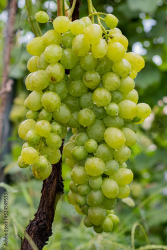 Wallpaper Mural Grape. Large bunch of grapes. Red grapes. Torontodigital.ca