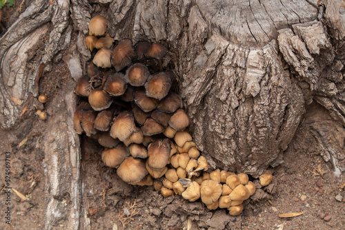 Group of Wild Mushrooms (Agaricaceae) under trunk