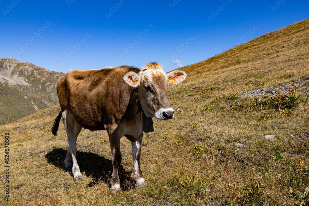 Mucca sulla montagna che sta mangiando l'erba