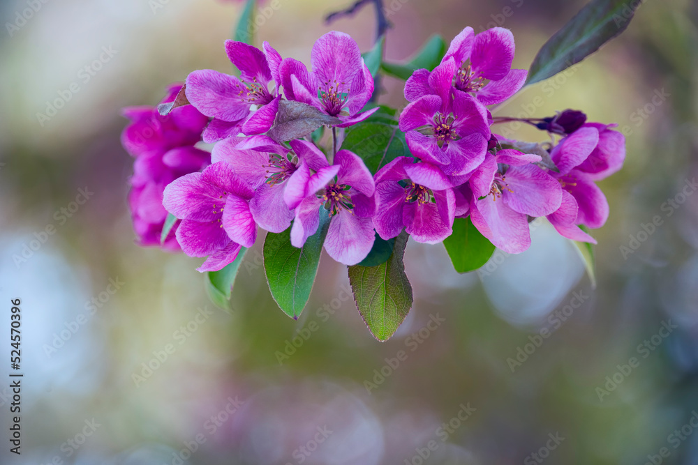 branches with pink delicate spring flowers of fruit tree. Cherry flowering. Delicate artistic photo. selective focus.
branches with pink delicate spring flowers of fruit tree. Cherry flowering. Delicate artistic photo. selective focus.