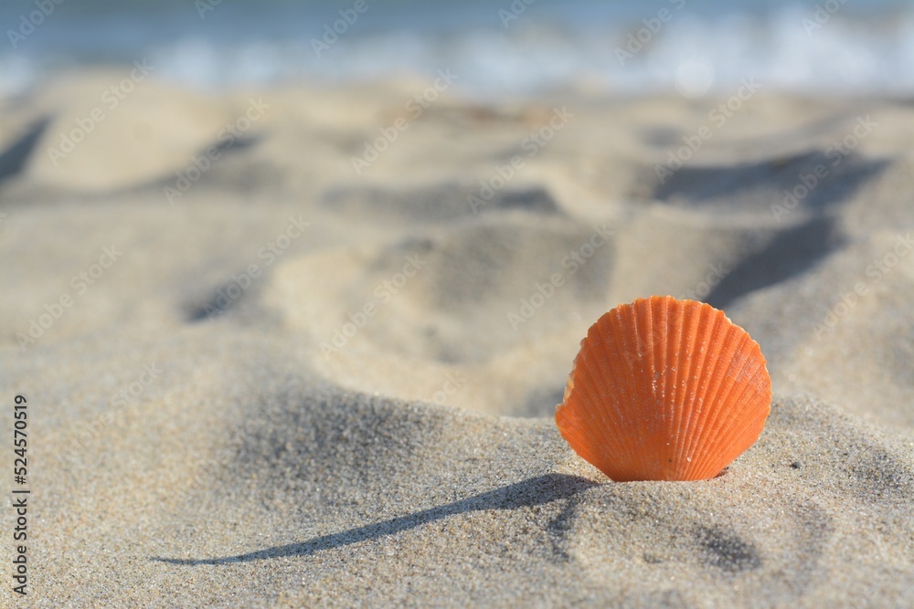 Sandy beach with beautiful shell near sea on summer day, closeup. Space for text Sandy beach with beautiful shell near sea on summer day, closeup. Space for text