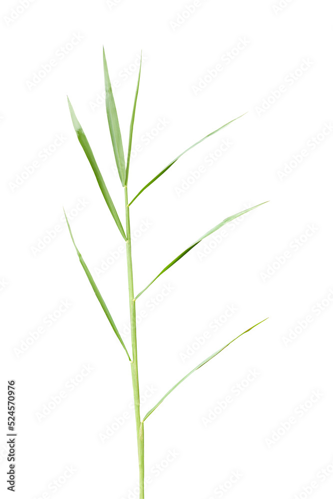Leaf of grass gramineae isolated on transparent background - PNG format.