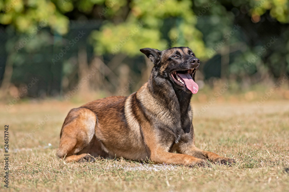 berger belge malinois en ring 