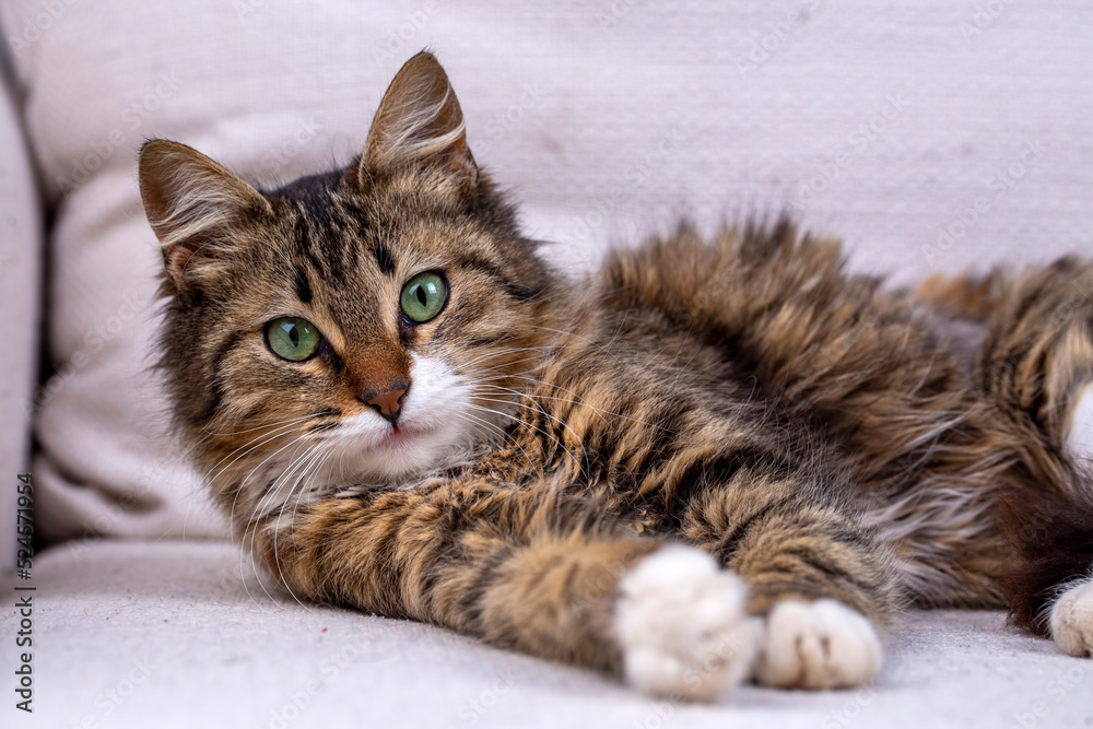 Longhaired Tabby Norwegian Forest Cat. Stock Photo 