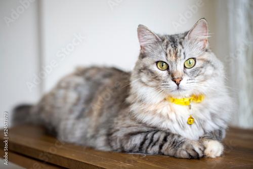 Fotografie Long haired Norwegian Forest cat