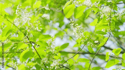 Blossoming bird cherry tree or prunus padus. Species of subgenus padus, which have flowers in racemes. Slow motion. photo