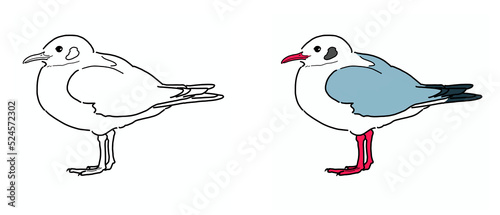 Photos ユリカモメ／Black-headed Gull