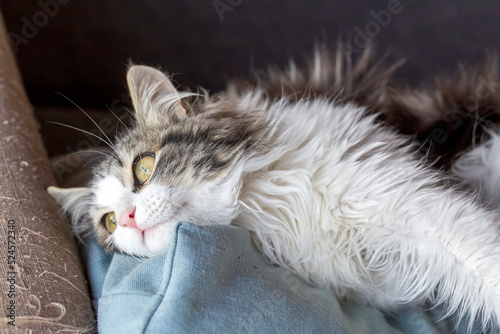 Longhaired tabby cat, pet a...