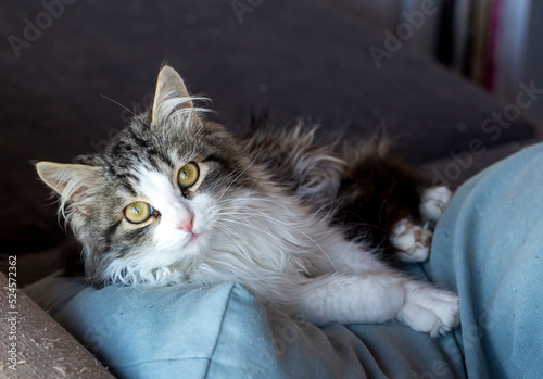 Longhaired tabby cat, pet a...