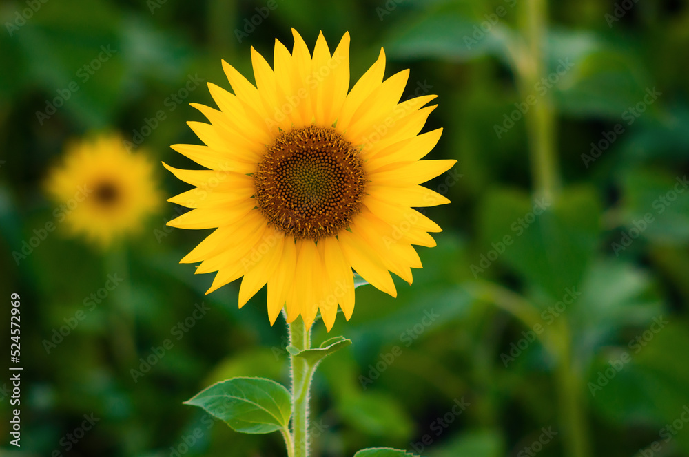 Agricultural field of sunflowers on a sunny summer day Agricultural field of sunflowers on a sunny summer day