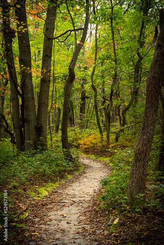 Woodland forest red trail in Cheesequake state park matawan new jersey. © Ezequiel
