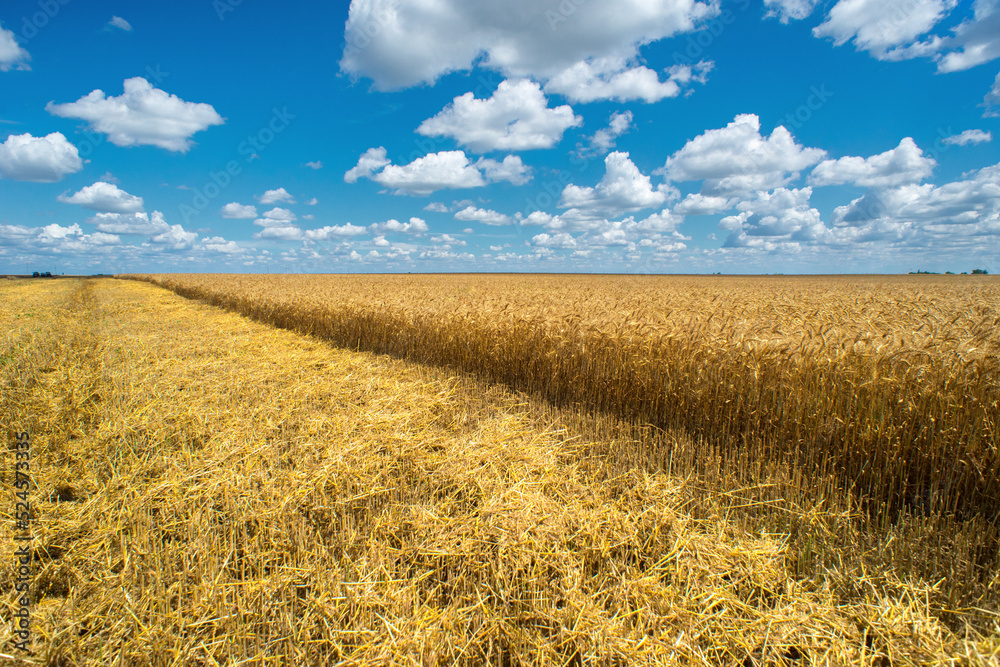 Agricultural field of wheat during summer harvest