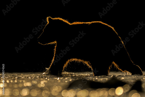  A striking backlit silhouette of a wild bear walking in Kamchatka, with golden light outlining its fur against a dark background. This dramatic wildlife shot captures the raw beauty and mystery of na photo