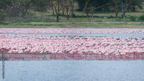 Scenery view of Flamingo flock standing in water of Lake Nakuru at Lake Nakuru National Park Kenya