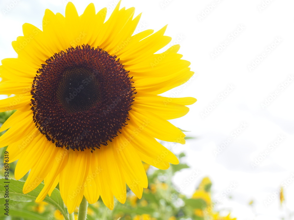 Obraz premium ひまわり