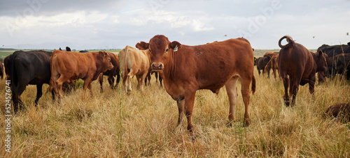 Herd of cows grazing, roaming and breeding on cattle farm, field and rural meadow in the countryside. Dairy animals, bovine and brown livestock in nature, pasture and ranch for beef industry