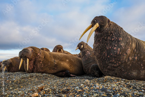 A group of walruses resting on a rocky Arctic beach under a cloudy sky, showcasing their tusks and rugged habitat. Svalbard, Spitsbergen Poolepynten photo