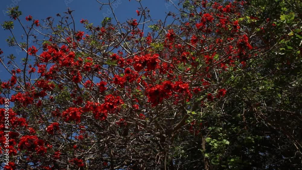 Brilliant Red Flowers Adorn Large Tree Against Blue Sky Brilliant Red Flowers Adorn Large Tree Against Blue Sky