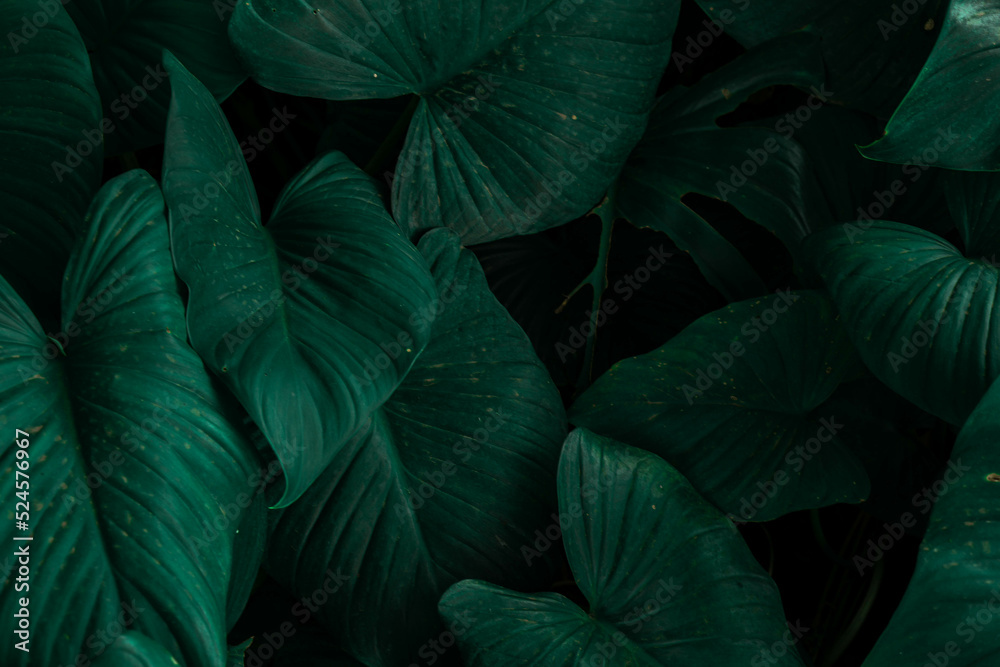 Nature Background Homalomena leaf