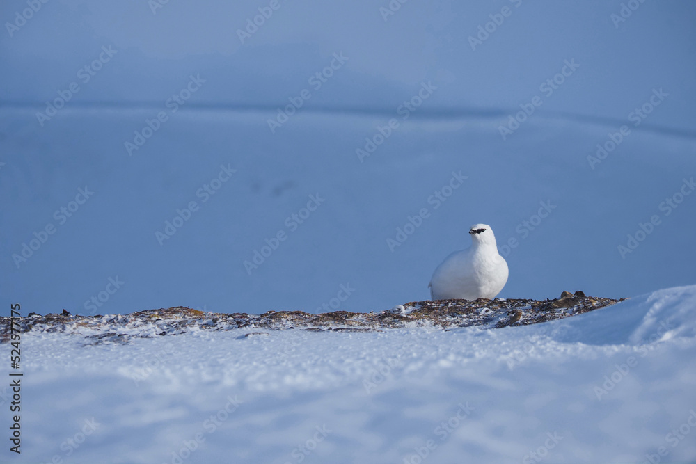 A white ptarmigan perched on snowy ground in a serene Arctic landscape under a clear blue sky. A white ptarmigan perched on snowy ground in a serene Arctic landscape under a clear blue sky.