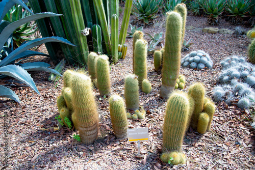 Notocactus Parodia Leninghausii Plant in a Greenhouse photo
