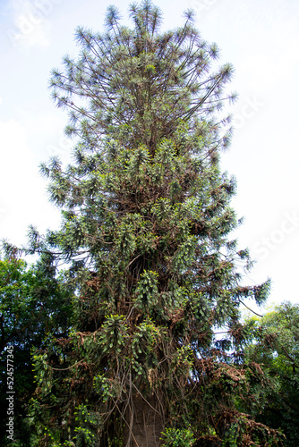 Bunya Pine Tree in the Field