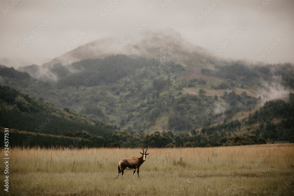 Fototapeta premium deer in the misty mountains