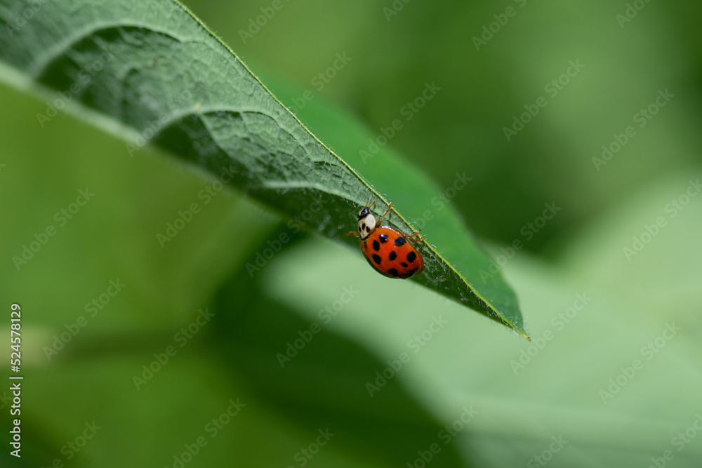 Fototapeta premium ladybug on leaf