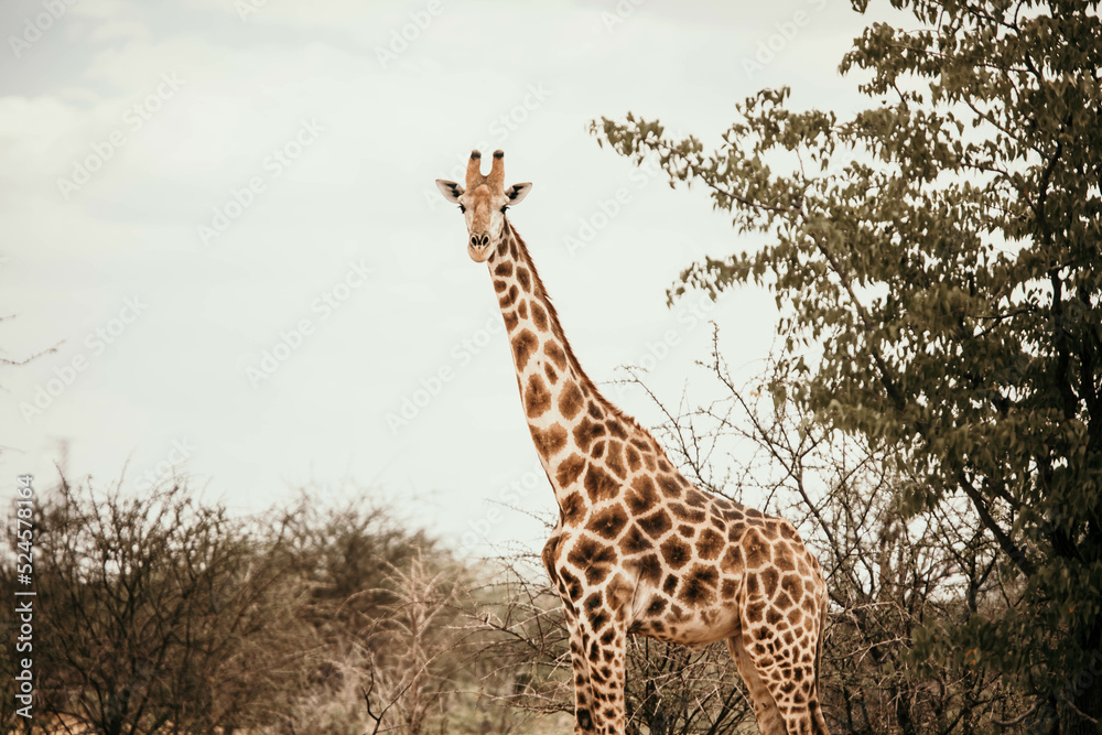 Obraz premium wild giraffe on safari in africa