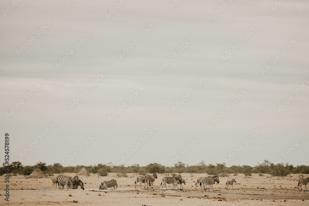 zebras in the savannah on safari zebras in the savannah on safari