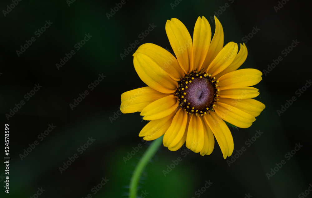 yellow flower yellow flower