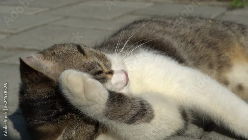 The cat is licking its body to look for fleas
