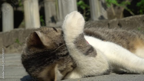 The cat is licking its body to look for fleas