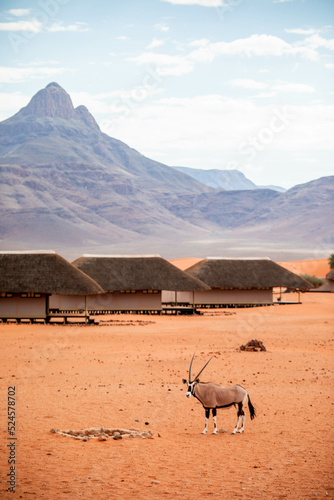 oryx in front of desert cabins in front of mountain in Namibia