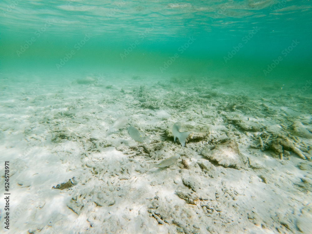 Wide view of snorkelling in the island