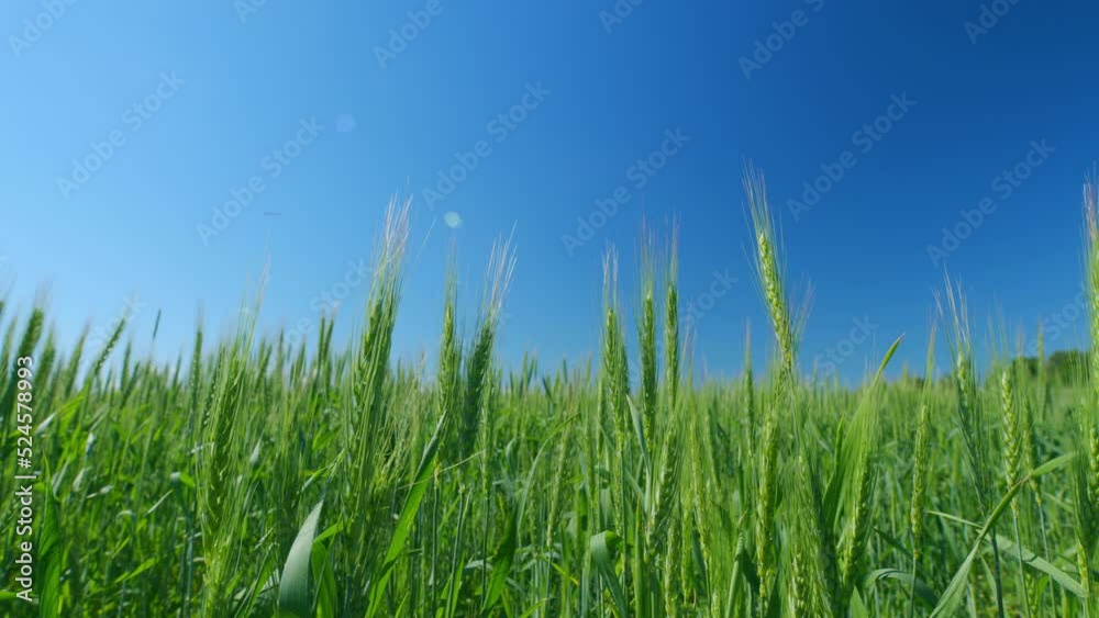 Unripe grain farm field. Low anlgle view. Beautiful blue sky. Green ripe ears of wheat in rays of sun sway in wind.