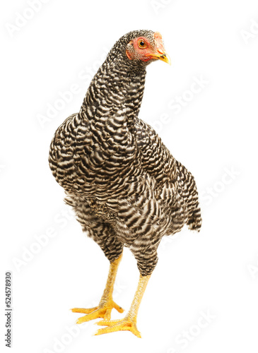 chicken have red comb. Black australorp rooster stand on isolated white background.,png