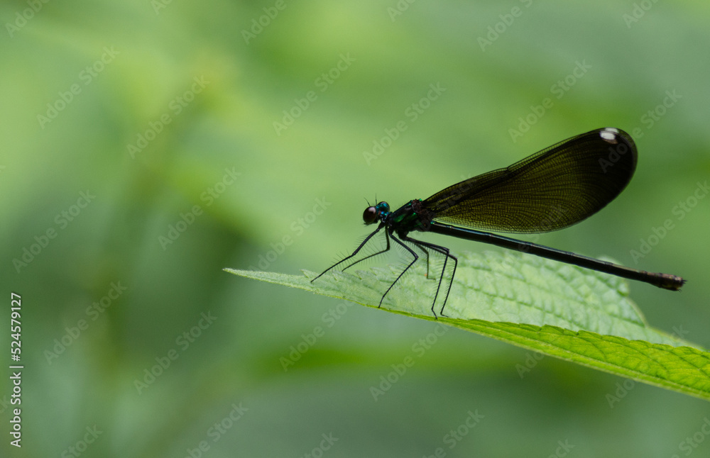 dragonfly on leaf dragonfly on leaf
