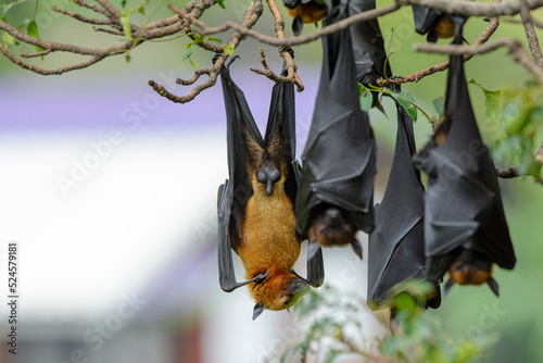 Bat hanging upside down on the tree branch