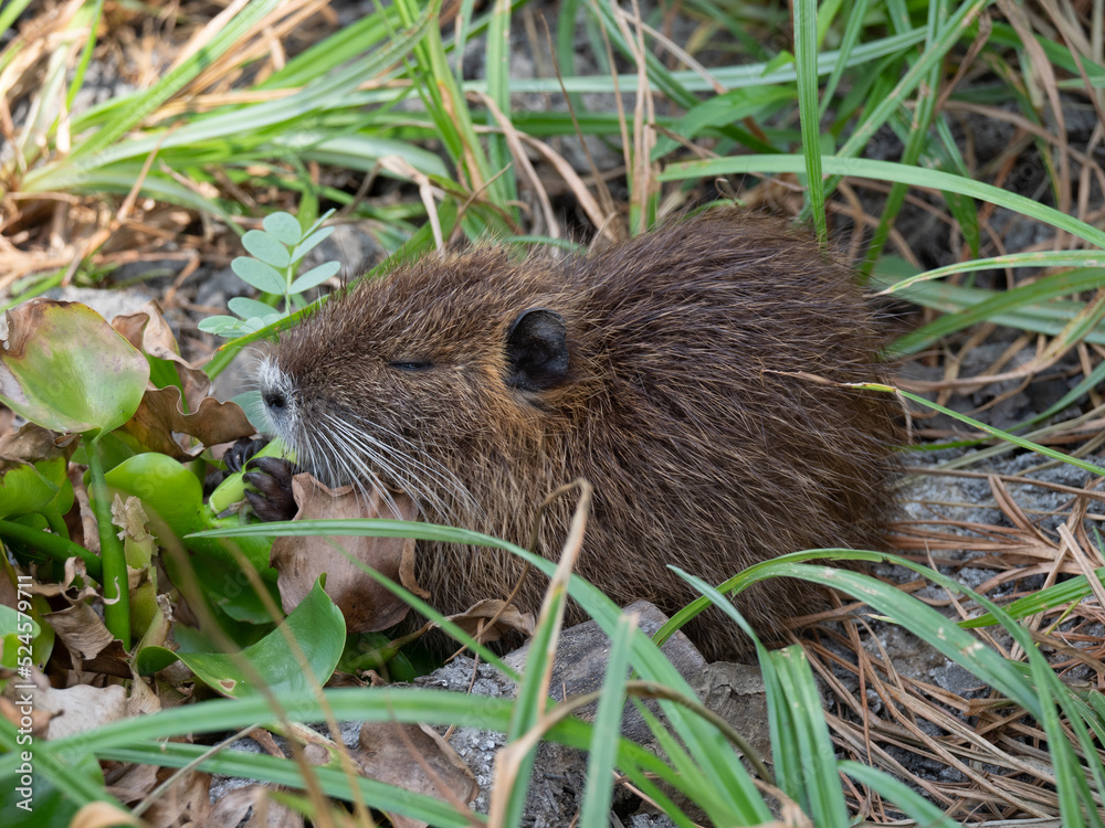 Close Up of a Young Nutria Feeding on Water Hyacinth Leaves Close Up of a Young Nutria Feeding on Water Hyacinth Leaves
