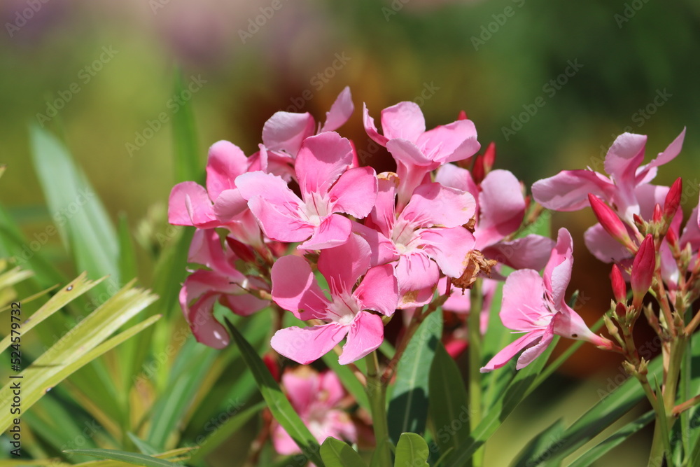 Cambodia. Nerium oleander. It is the only species currently classified in the genus Nerium, belonging to subfamily Apocynoideae of the dogbane family Apocynaceae. Cambodia. Nerium oleander. It is the only species currently classified in the genus Nerium, belonging to subfamily Apocynoideae of the dogbane family Apocynaceae.