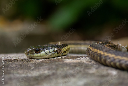 close up of a snake