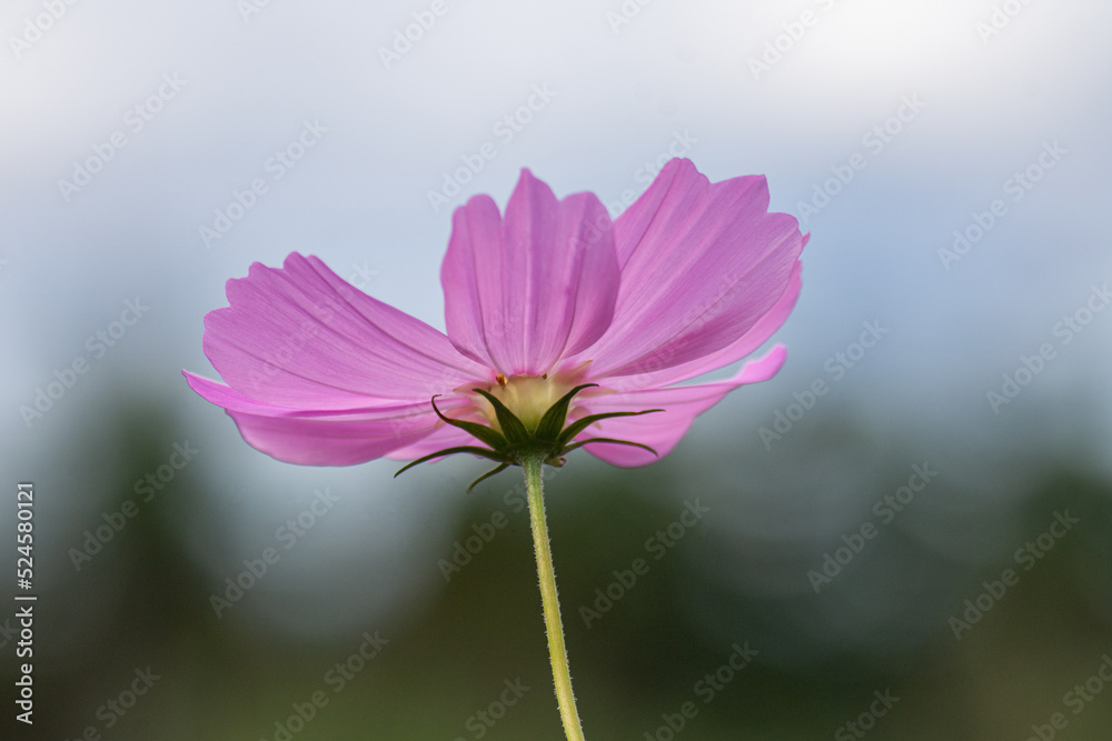 pink flower